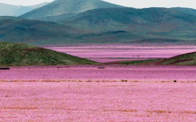 Le désert d&rsquo;Atacama ; sublime métaphore ?