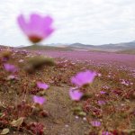 désert-atacama-moncarre-de-sable