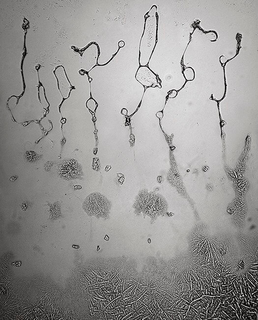 Topographie des larmes : «Une représentation en mouvement des aspects micro et macro de notre vie émotionnelle et un moyen formidable d'intégrer les domaines souvent séparés de la science et de l'art»
