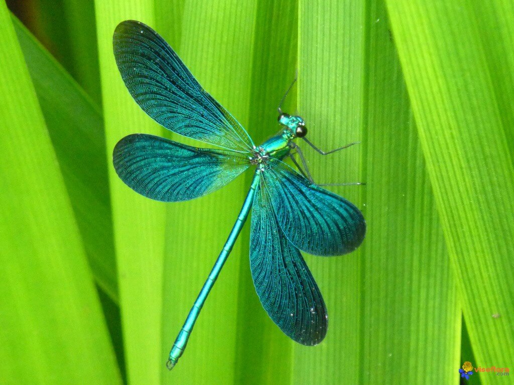 symbolisme animal : quand la Création chuchote à notre âme