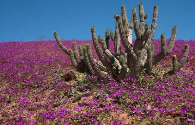 Matin : Pablo Neruda Mon Carré De Sable 