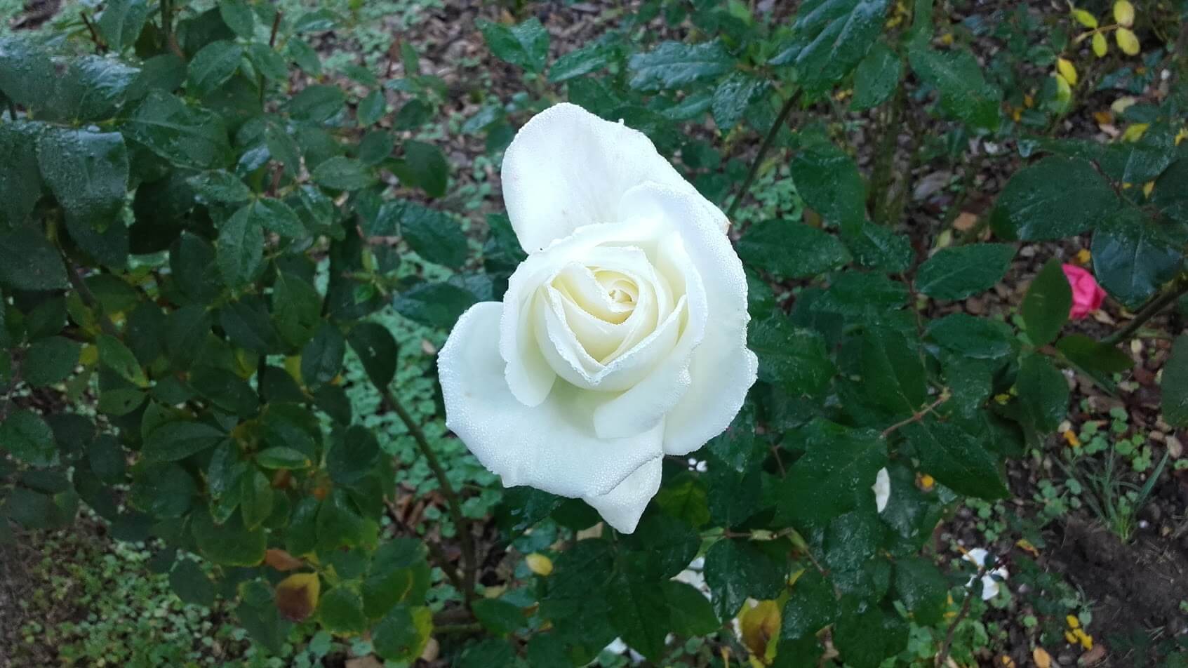 « Se son rose, fioriranno, se son spine, pungeranno ! »  Nous devons aux Italiens ce proverbe très imagé qui illustre parfaitement le fait qu’il est souvent très utile d’attendre avant de juger une situation qui est en train de se dérouler. Il est effectivement souvent délicat de présumer de l’issue d’une histoire, d’une aventure alors que nous n’en sommes qu’aux prémisses et que beaucoup de choses peuvent encore se produire…