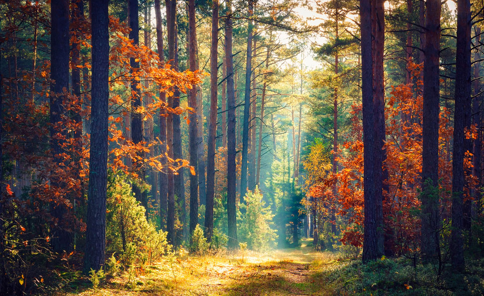 environnement-écologie-santé-mon-carre-de-sable