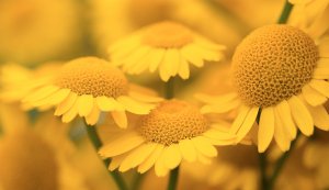 goethe-psychologie-des-couleurs-emotion-jaune-mon-carre-de-sable