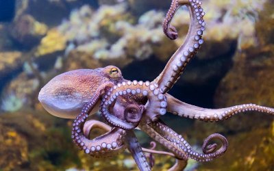 L&rsquo;âme d&rsquo;une pieuvre : quelle étrange  créature !