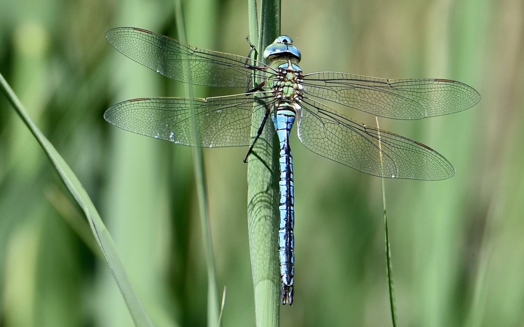 Mystérieuse Libellule