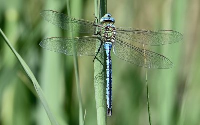 Mystérieuse Libellule