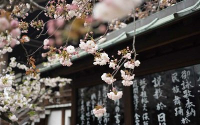 Ichigo ichie la fabuleuse sagesse japonaise #1