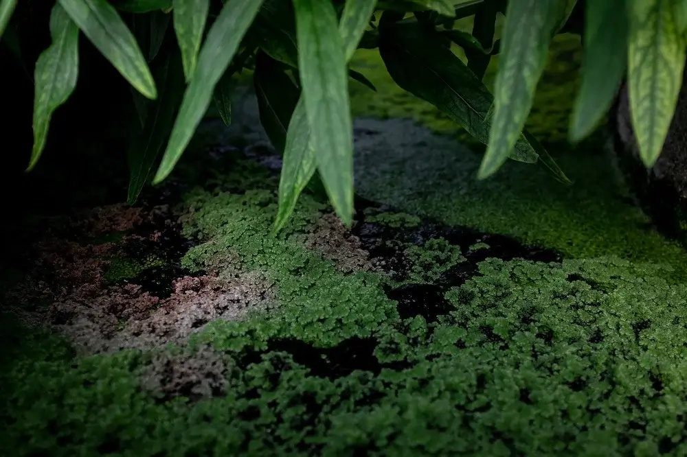 Le "Findhorn Ecovillage", situé dans la baie de Findhorn, au nord de l’Écosse est le lieu où les idées de l'association sont mises en applicatio par une communauté spirituelle internationale